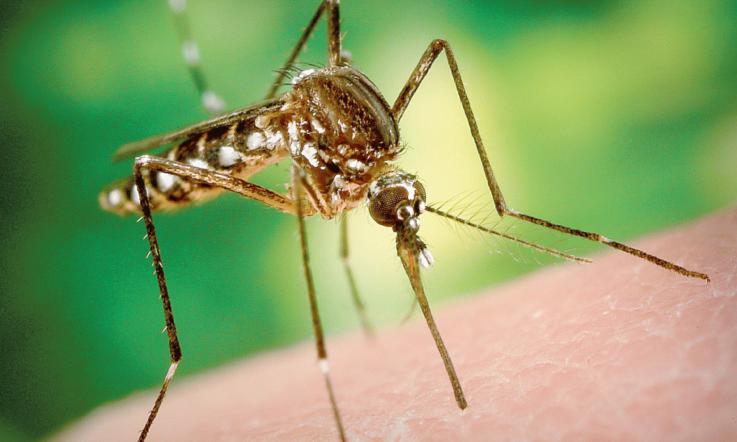 WEST NILE: IN VENETO UN PIANO STRAORDINARIO DELLA REGIONE